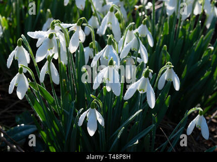 Couvert de rosée perce-neige (Galanthus nivalis) dans le jardin à Chiswick House, Chiswick, Londres, UK Banque D'Images