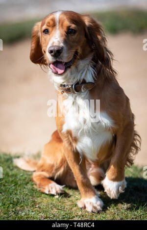 Terrier d'or chien sur Ogmore par mer Plage Banque D'Images