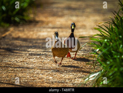 Paire de canards colverts marchant dans un chemin Banque D'Images