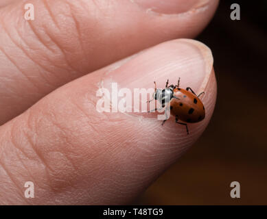 Coccinelle rampant sur une feuille Banque D'Images