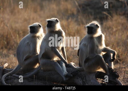 Langurs gris rétroéclairé, Bandhavgarh National Park, le Madhya Pradesh Banque D'Images