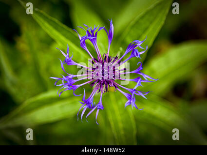 Gros plan d'un bleuet bleu vif vu d'en haut, ses délicats pétales à franges rayonnant vers l'extérieur, sur fond vert légèrement flou. Banque D'Images