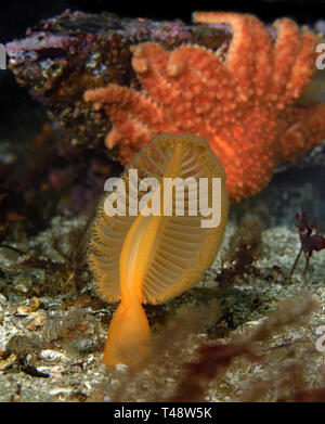 La mer Orange stylos, Ptilosarcus gurneyi Banque D'Images