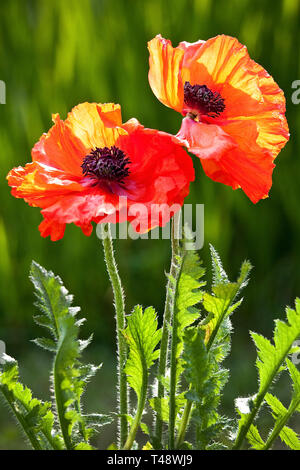 Deux coquelicots d'un rouge vif brillent par un soleil en contre-jour éclatant, leurs délicats pétales illuminés tandis que les poils fins et les feuilles vertes fraîches montrent un détai éclatant Banque D'Images