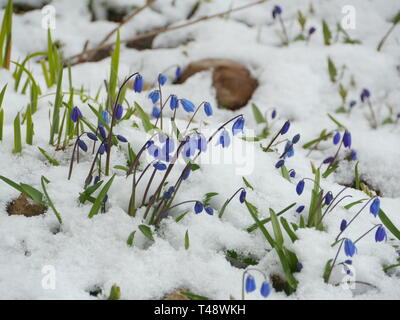 Bluebell Scilla fleurs bleues dans la neige blanche Banque D'Images