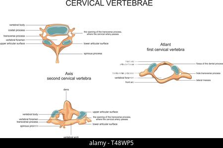 Vector illustration d'anatomie des vertèbres cervicales Illustration de Vecteur