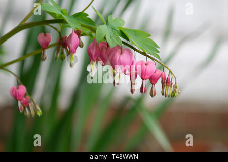 Bleeding Heart rose Plante Banque D'Images
