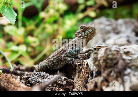 Belle lizard on stone close up Banque D'Images