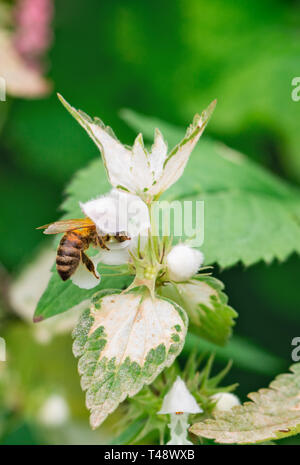 Collecte de l'abeille du nectar de fleur blanche d'une macro Banque D'Images