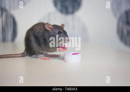 Rat gris ravageurs. concept de rat de manger une petite assiette. symbole de 2020. souris calendrier chinois. Banque D'Images