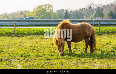 Brown poney shetland pâturage dans un pâturage, portrait d'un cheval dans un pré Banque D'Images