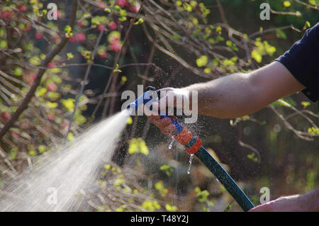 Cours d'eau goutte d'eau du flexible. L'homme l'arrosage du jardin avec un pistolet à eau dans la main. Voir sous le soleil. Banque D'Images