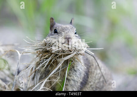 Bouchée Californie (Otospermophilus beecheyi) la collecte de matériel de nidification. Banque D'Images