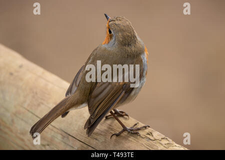 Robin européenne close up sur une perche en bois Banque D'Images