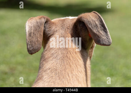 Une vue rapprochée de l'arrière d'une petite tête de chien qui est à la recherche dans la distance sur le jardin Banque D'Images