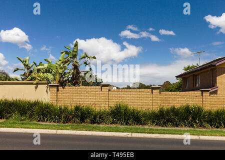 Rue de banlieue avec des plantes qui poussent plus de ligne de clôture en brique. Ces types de maisons sont communs à travers les banlieues nord de Melbourne et à donner un sens fort de l'élaboration de la région a connu au fil des ans. Banque D'Images