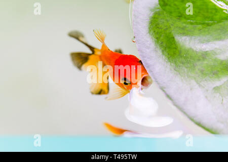 Poissons Oranda Orange surfacing dans open fish tank. Banque D'Images