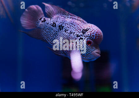 Flower Horn solo de nage des poissons en aquarium douce réservoir. Banque D'Images