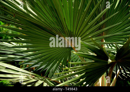 Motifs abstraits naturel dans la nature, en forme d'éventail de feuilles de palmier tropical dans les Andes, de la Colombie, en Amérique du Sud. Banque D'Images