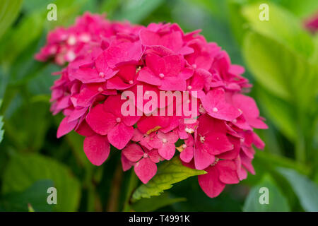 Hortensia rose fleurs Banque D'Images
