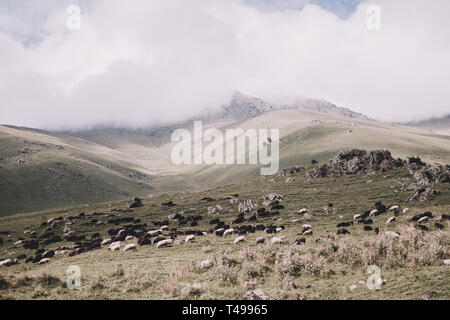 Vue en gros moutons dans les montagnes du parc national de scènes Dombai, du Caucase, de la Russie, de l'Europe. Paysage d'été, soleil météo, ciel bleu et spectaculaire Banque D'Images