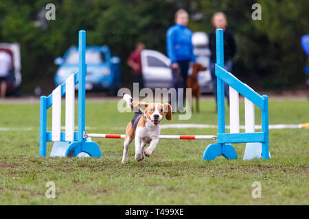 Petit mignon chien saute au-dessus de l'obstacle sur l'agilité de la concurrence sport Banque D'Images