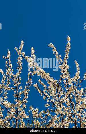 Rameaux en fleurs et ciel bleu ; Banque D'Images