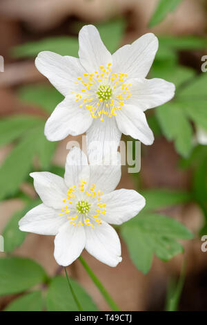 L'Anémone des bois - Anémone nemorosa deux fleurs feuilles diffus contre Banque D'Images