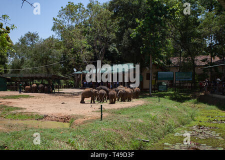 Bébé éléphants Sri-lankais d'être nourris à l'éléphant Accueil de transit. Le Sri Lanka. Banque D'Images