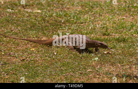 Surveiller la terre. Varanus bengalensis. Seul adulte. Sri Lanka Banque D'Images