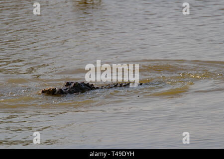 Marsh ou voyou Crocodile. Crocodylus palustris. Seul animal en partie submergé dans l'eau à bord du lac. Sri Lanka Banque D'Images