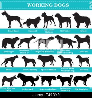 Ensemble de 20 chiens de travail. Vector set de chiens races de chiens debout dans profil. Les chiens isolés silhouettes race set en couleur noir sur fond blanc. Illustration de Vecteur