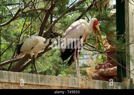 Une cigogne à bec jaune (Mycteria ibis) et un jeune Ibis blanc (qui ressemble à la tête noire ou blanche australienne) dans un zoo grec. Banque D'Images