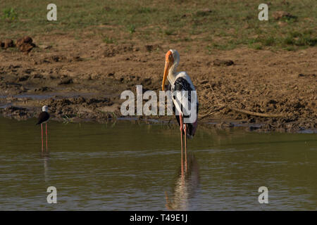 Stork Mycteria leucocephala peint.. Seul adulte perché dans le lac. Le Sri Lanka. Banque D'Images