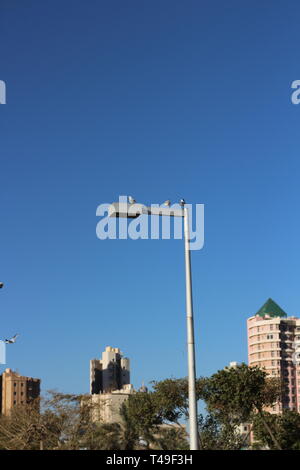 Koweït beauté nature nuit et jour Banque D'Images