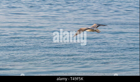 Mouette vole au-dessus de la mer vers le soleil Banque D'Images