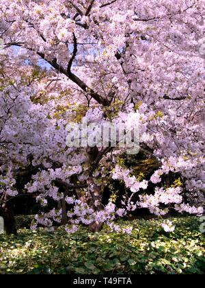 Cherry Blossom Tree ou Sakura au printemps en fleurs Banque D'Images