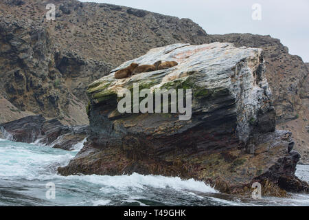 Lion de mer d'Amérique du Sud (Otaria flavescens) sur l'île Choros, réserve de pingouins de Humboldt, Punta Choros, Chili Banque D'Images