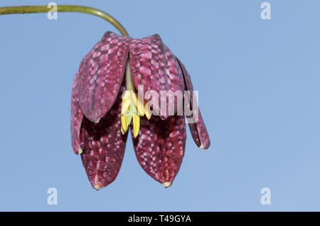 Un beau Serpent's-head Fritillary, Fritillaria meleagris, grandissant dans un pré de fleurs sauvages. La Grande-Bretagne est un natif Fritillary. Banque D'Images