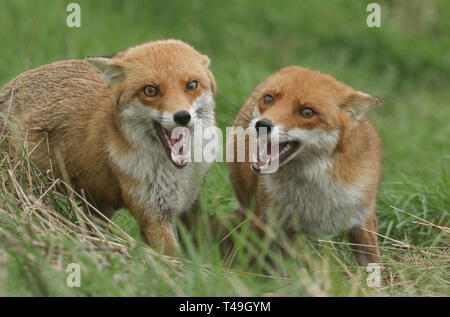 Deux magnifiques femmes sauvages Renards roux (Vulpes vulpes) à la fois avec la bouche ouverte alors que la chasse à des fins alimentaires dans un champ d'herbe longue. Banque D'Images