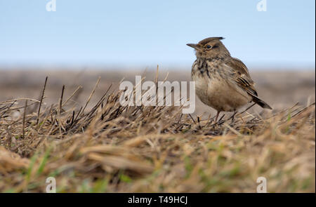 Crested Lark debout sur le sol avec de l'herbe jaune Banque D'Images