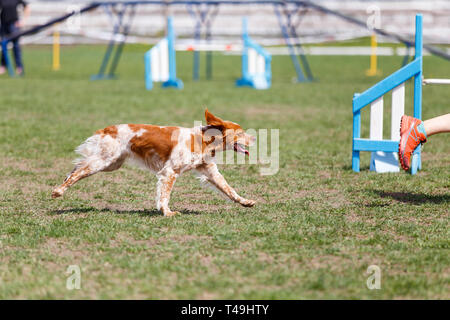 Chien son cours sur l'agilité de la concurrence sport Banque D'Images