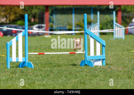 Petit mignon chien saute au-dessus de l'obstacle sur l'agilité de la concurrence sport Banque D'Images