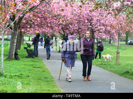 Vu les gens à marcher le long de la célèbre avenue des cerisiers en fleur en pleine floraison à la Greenwich park. Banque D'Images