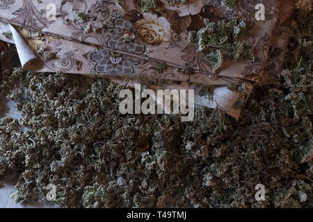 Lukomir, la Bosnie. 09 juillet 2018. Le séchage des feuilles de thé de camomille sur une table dans une maison. Dans la région de Lukomir tout est fait maison. Dans les montagnes au-dessus de Sarajevo à environ 1500 mètres se trouve le plus éloigné, Lukomir village de tous de la Bosnie. Le village est composé principalement de berger nomade, adn une population de abotu 20 personnes. Unstrategic est réputée par les Serbes, Lukomir est l'un des seuls domaines qui est demeuré intact pendant la guerre des années 1990. La population du village est en train de disparaître lentement. Avec le départ des enfants d'aller à l'école ailleurs et ne reviennent pas, quel est l'avenir de cette v Banque D'Images