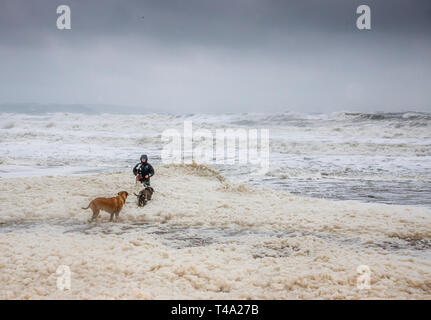 Myrtleville, Cork, Irlande. 15 avril, 2019. Con O'Shea avec ses deux chiots Bulldog, Buddy et le miel, jouant dans la mousse qui a été créé par grosse mer pendant une tempête en plage Myrtleville, co Cork, Irlande. Crédit : David Creedon/Alamy Live News Banque D'Images