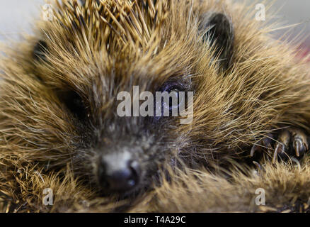 Leiferde, Allemagne. Apr 11, 2019. Un employé de la conservation des espèces Nabu Centre est maintenant un hérisson dans ses mains. Credit : Christophe Gateau/dpa/Alamy Live News Banque D'Images