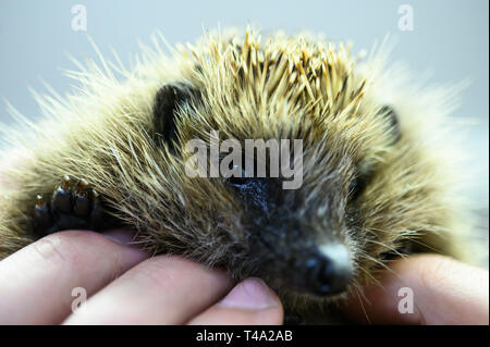 Leiferde, Allemagne. Apr 11, 2019. Un employé de la conservation des espèces Nabu Centre est maintenant un hérisson dans ses mains. Credit : Christophe Gateau/dpa/Alamy Live News Banque D'Images