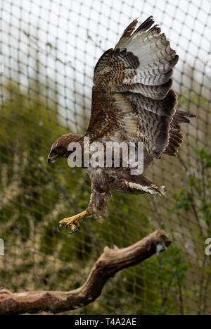 Leiferde, Allemagne. Apr 11, 2019. Mouches Buzzard dans son enclos au Centre de conservation des espèces la Nabu. Credit : Christophe Gateau/dpa/Alamy Live News Banque D'Images