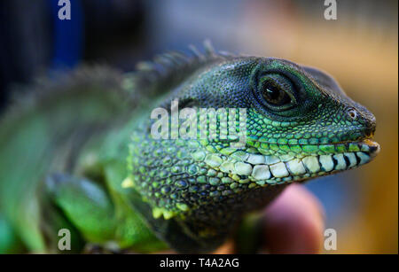 Leiferde, Allemagne. Apr 11, 2019. Un employé de la Nabu Centre de conservation des espèces est la tenue d'un dragon de l'eau dans ses mains. Credit : Christophe Gateau/dpa/Alamy Live News Banque D'Images